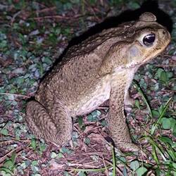 Nachts kamen dann die Kröten und Schlangen raus