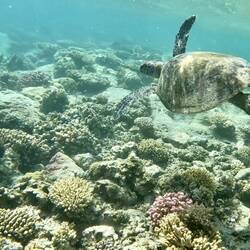 Last turtle hunt with Kat