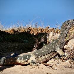 Goanna that took up residance under our van