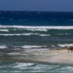 Where else do to you get goats on the beach?