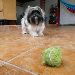 Donde esta la bola ? 🐶🥎