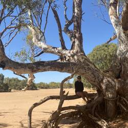 Some great old River Gums