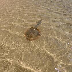 Baby blue spotted ray