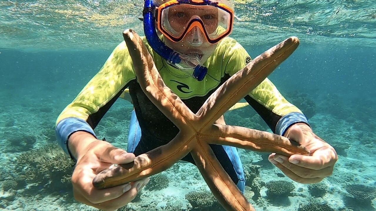 Big orange starfish Brax found