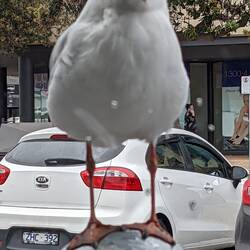 Watching us have a coffee at MACCAs