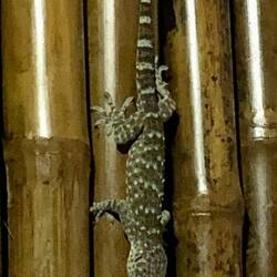 Giant Lizard