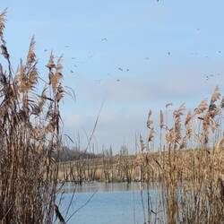 Auensee