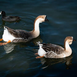 A pair of African geese @ Gölbaşı Nature Park — Kahramanmaraş,Turkey.