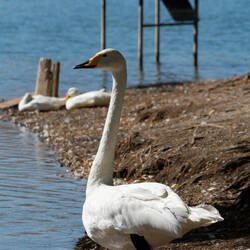 Swan sunning itself ashore @ the Gölbaşı Nature Park — Kahramanmaraş,Turkey.