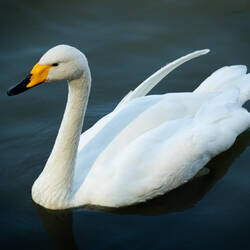 One of the seven swans a-swimmin' @ Gölbaşı Nature Park — Kahramanmaraş,Turkey.