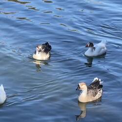 Waterfowl head to wherever there is an occupied table @ Gölbaşı Nature Park — Kahramanmaraşö Turkey.