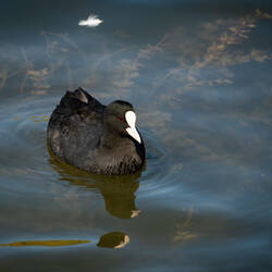 Eurasian Coot @ Gölbaşı Nature Park — Kahramanmaraş,Turkey.