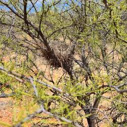 Alot of nest but not alot of birds