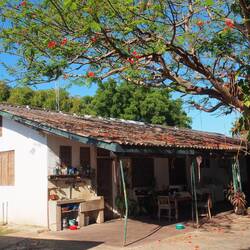 Eckhard's residence under a massive Christmas tree