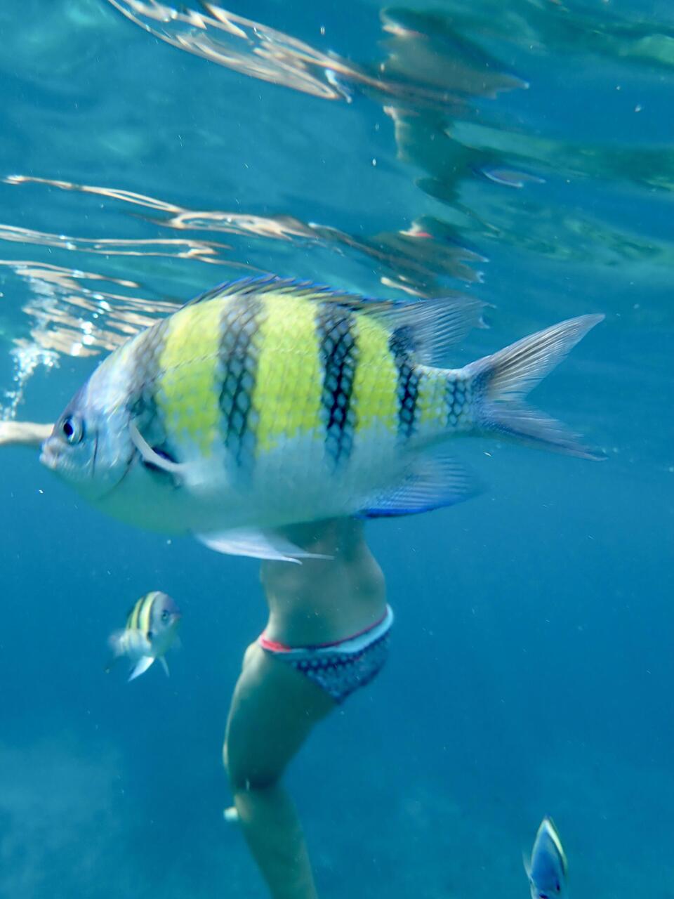 Little yellow fish photobombs my picture of Jackie