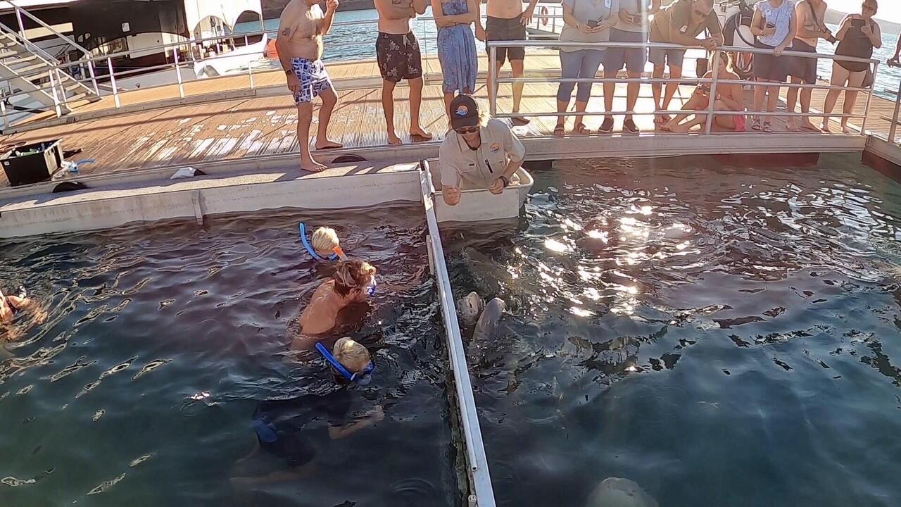 In the shark viewing cage