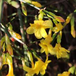 Winterjasmin