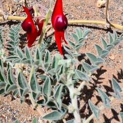 Finally! Saw some desert pea flowers - the flower of the Outback