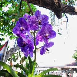 Eine Orchidee namens Vanda coerulata