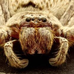 A Huntsman Spider