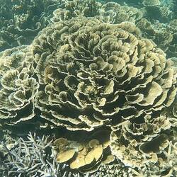 My flower coral obsession