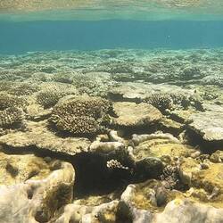 Coral on top of Ayers Rock