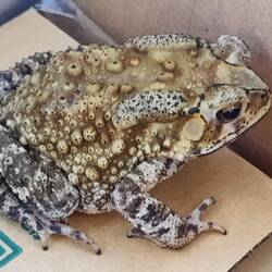 Diese nette kleine Kröte traf ich daheim auf der Terrasse