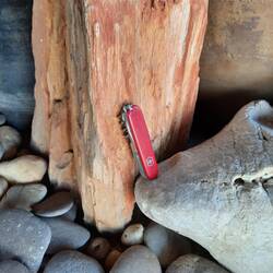 Versteinertes Holz, Taschenmesser dient als Größenvergleichsmaßstab