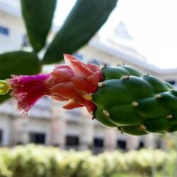 Opuntienblüte