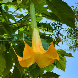 An Angel's Trumpet in Sığacık — Seferihisar, İzmir.