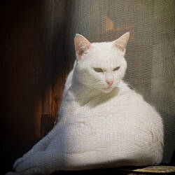 Enjoying the sunshine in Sığacık — Seferihisar, İzmir.