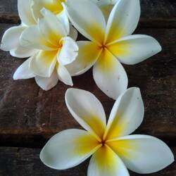 Frangipani