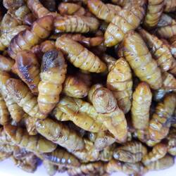 Gegrillte Insektenpuppen
