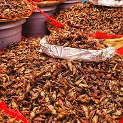 Chapulines - geröstete Heuschrecken 🦗