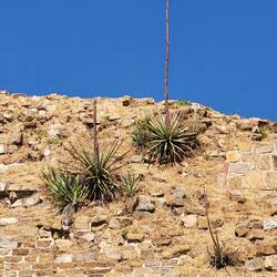 Agave - Pflanze zur Herstellung von Tequila und Mezcal