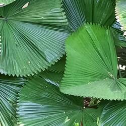 Strahlenpalme (Licuala cordata)