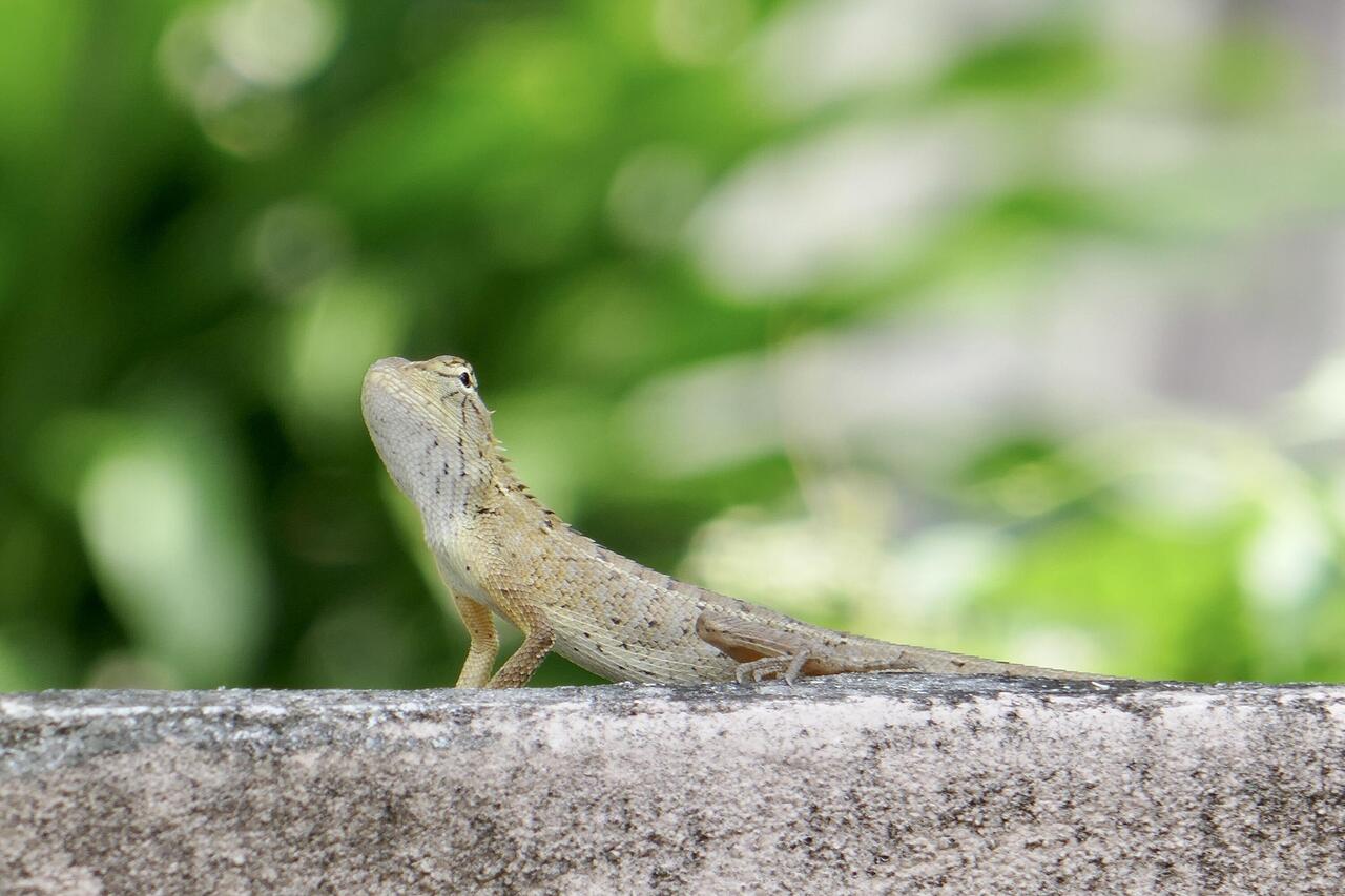 Lizard flitting