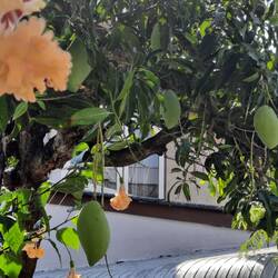 Grüne noch unreife Mangos am Baum