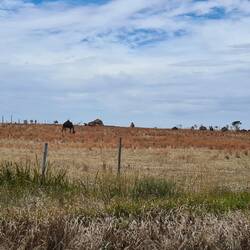 Zoom in to see CAMELS