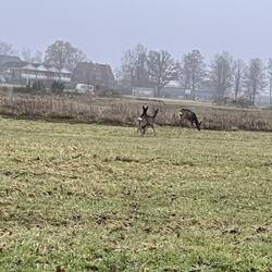 Rehe 😍