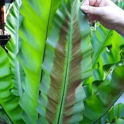 Sporangienmuster einer Blattrückseite des Nestfarns (Asplenium nidus)