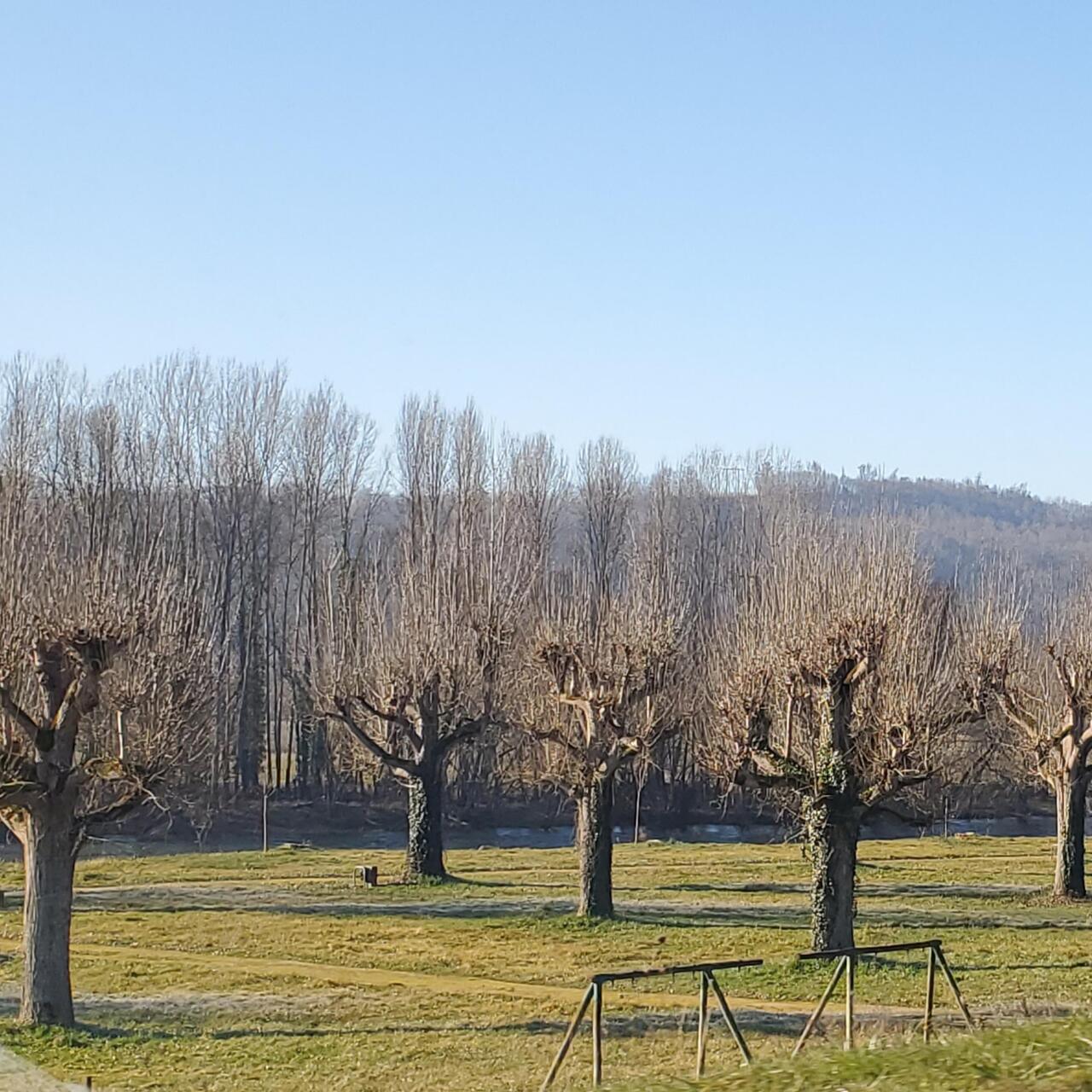 This type of tree pruning is everywhere - would love to see them in the spring.