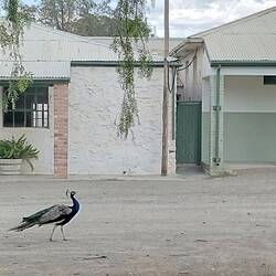 Citizen of Middelpos.