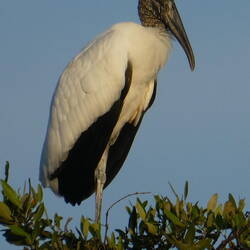 Wood stork