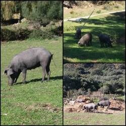 "Pata Negra" 😉