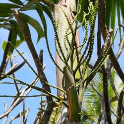 Sich entfaltender Blütenstand der Areca- (Betel-) Palme