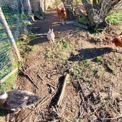 They all hang out together. Not sure the bunny knows it's not a chicken.