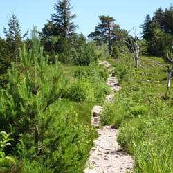 Westweg vom Ruhestein zum Schliffkopf