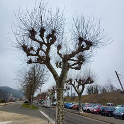 Whatever these trees do once growing season starts must be gorgeous!