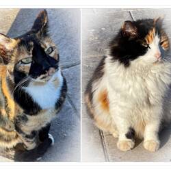 Street cats hoping for a handout — Karaburun ... İzmir, Turkey.